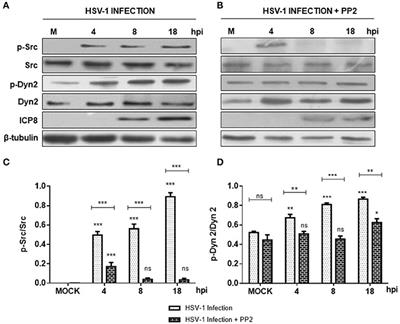 Herpes Simplex Virus Type 1 Neuronal Infection Perturbs Golgi Apparatus Integrity through Activation of Src Tyrosine Kinase and Dyn-2 GTPase